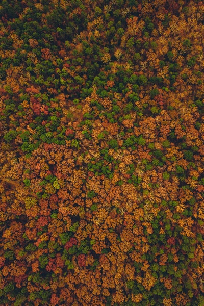 森林鸟瞰摄影